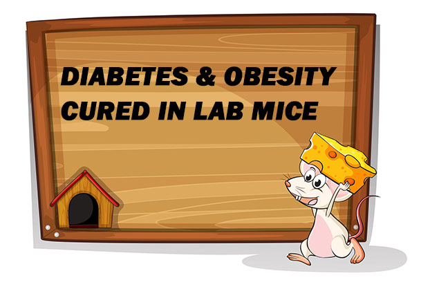 cure-for-obesity-diabetes-found-in-lab-mice